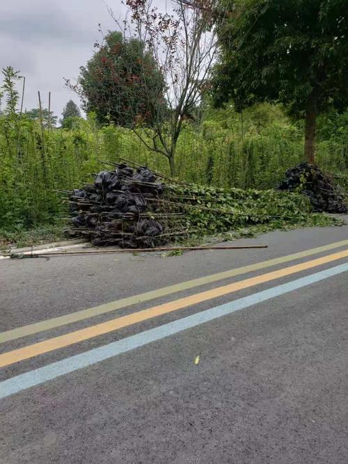 贵州百万油麻藤批发基地 - 专业供应优质油麻藤种苗，两证一签齐全