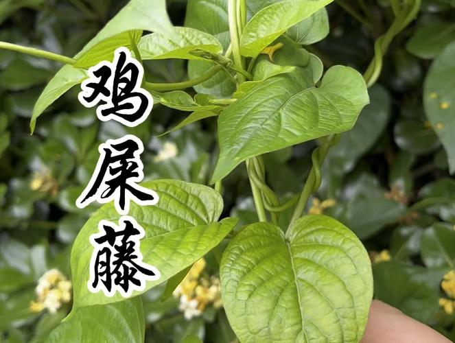鸡屎藤,因其叶有类似于鸡屎的味道而得名,同时也是一种非常美味的野菜