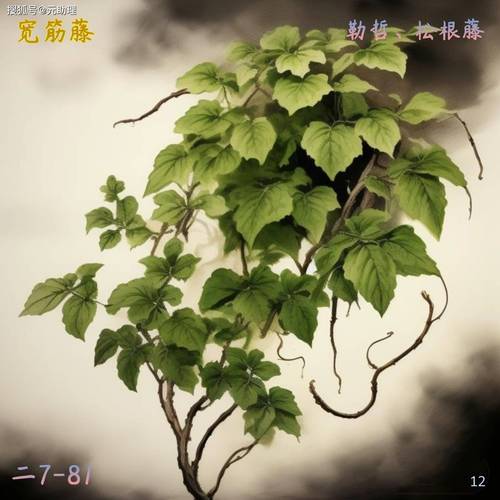 12种藤:红藤 黄藤 紫藤 朱藤《纲目》蔓类:扶芳藤 海风藤