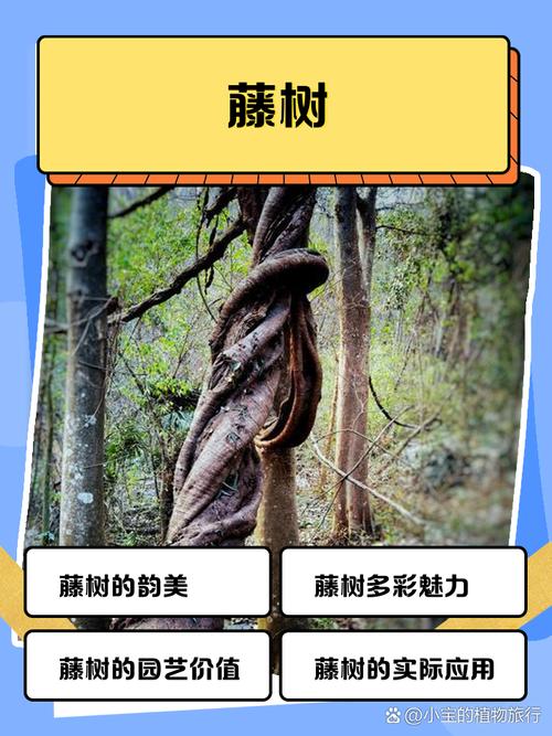 藤树之美