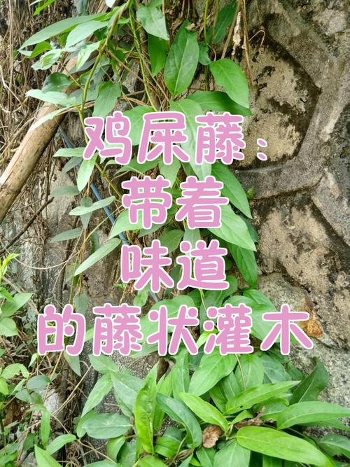 鸡屎藤:带着"味道"的藤状灌木